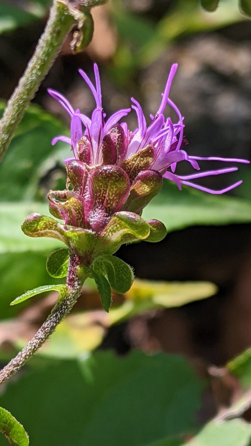 Liatris scariosa var. scariosa photo 5