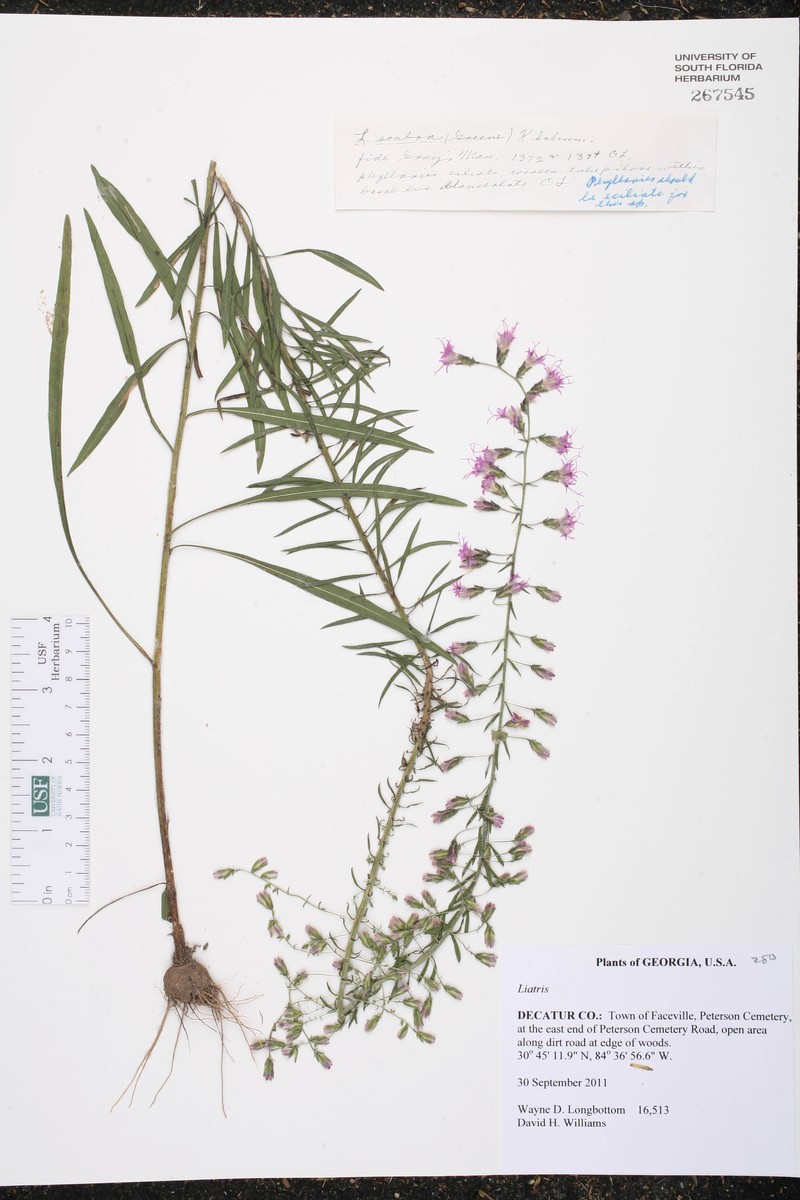Spherical Blazing Star