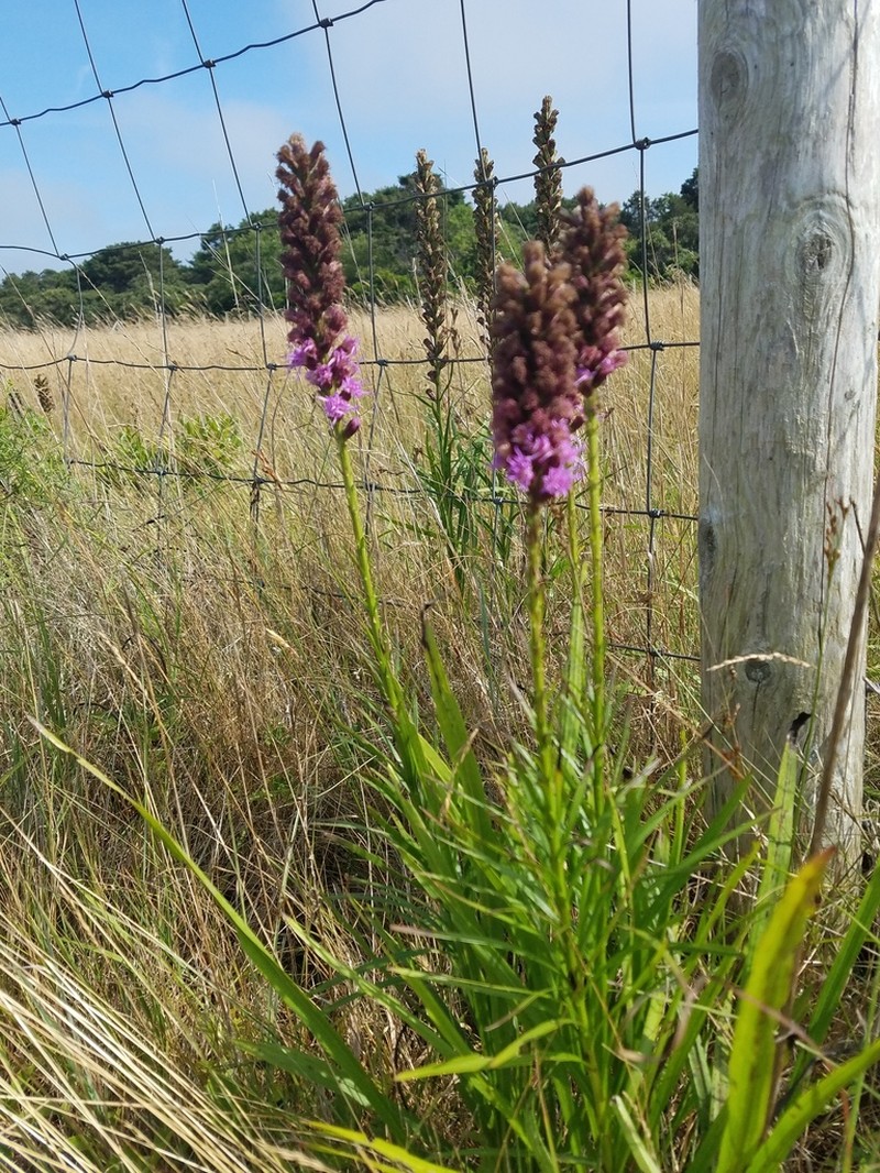 Dense Blazing Star