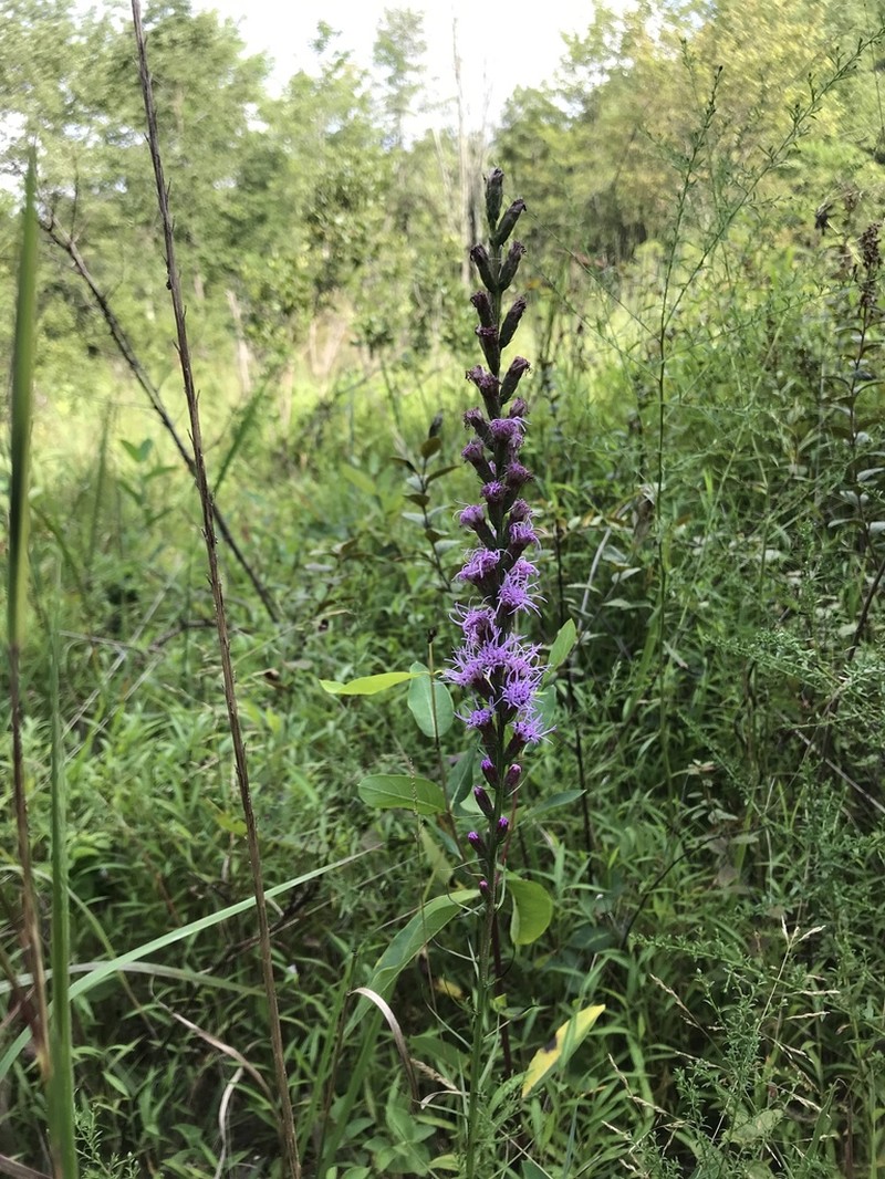 Dense Blazing Star photo 2