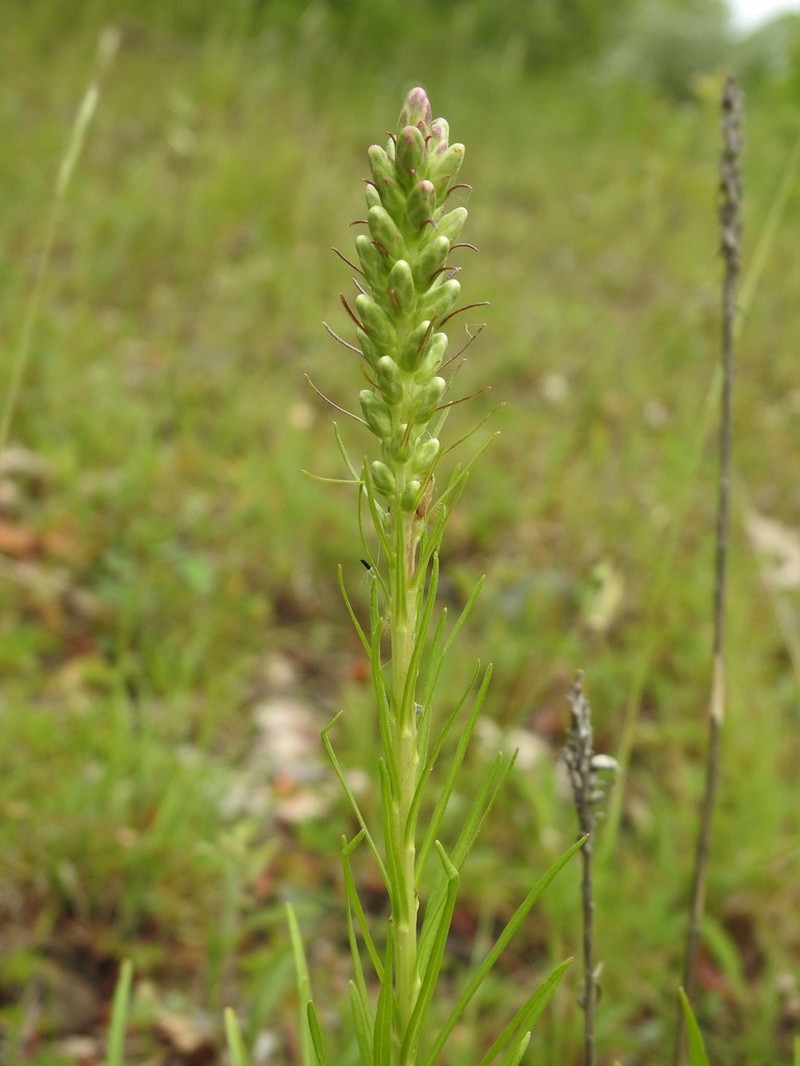 Dense Blazing Star photo 3