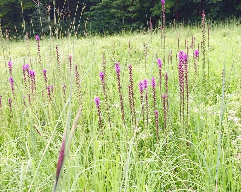 Dense Blazing Star photo 4