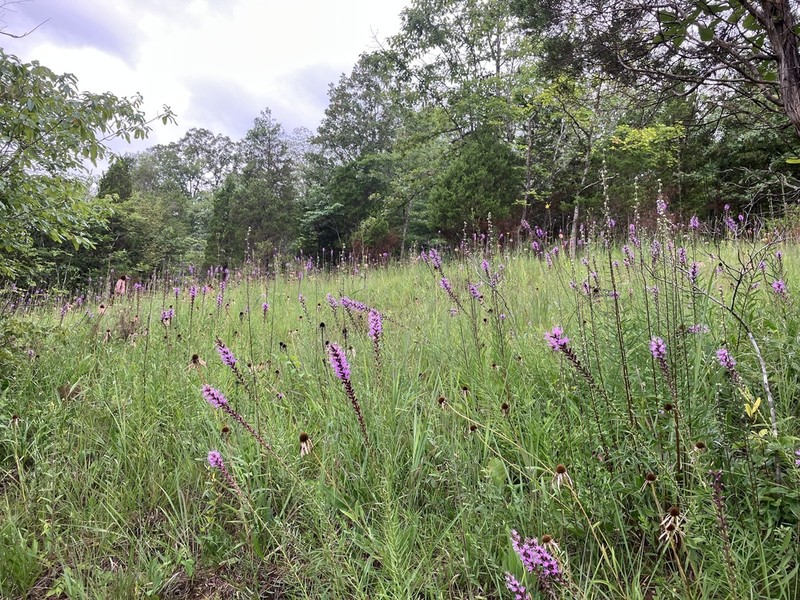 Dense Blazing Star photo 5