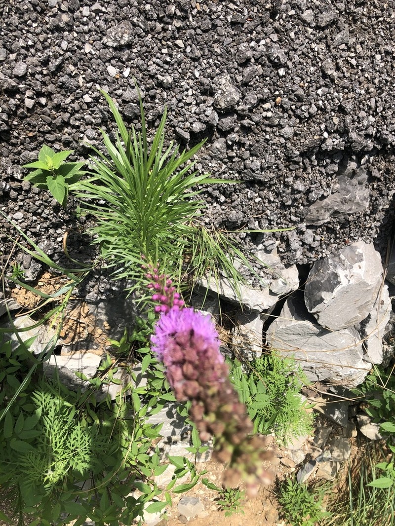 Dense Blazing Star photo 6