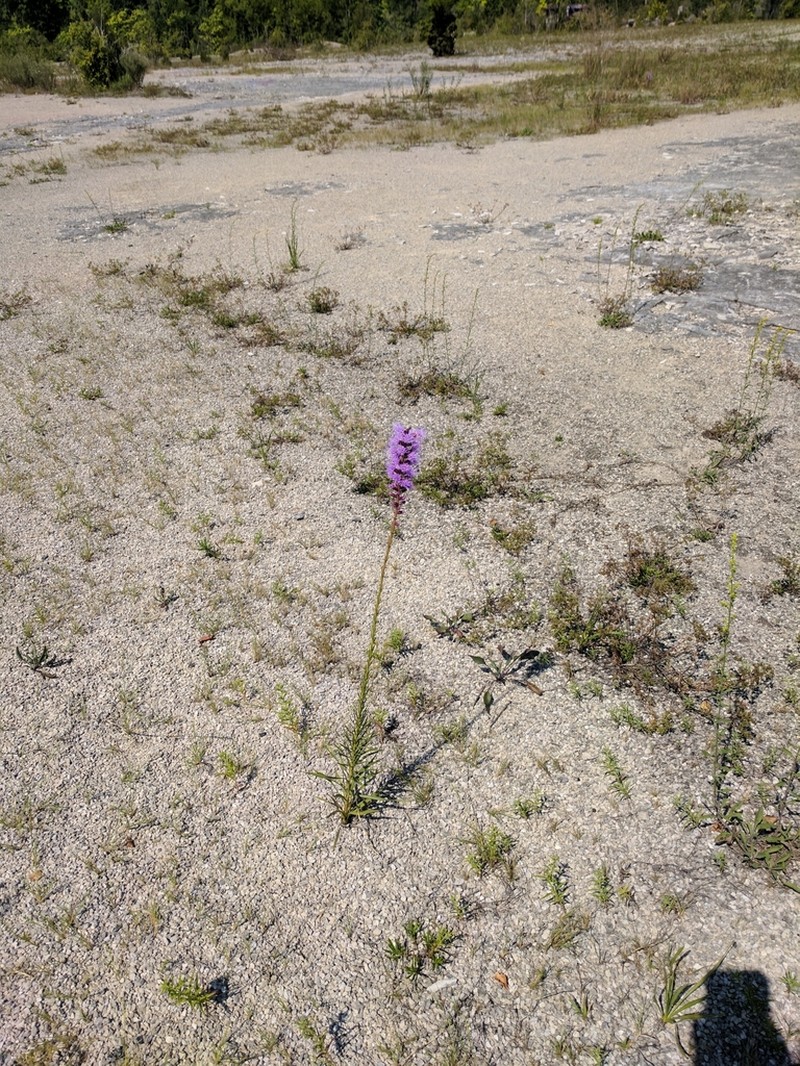 Dense Blazing Star photo 8