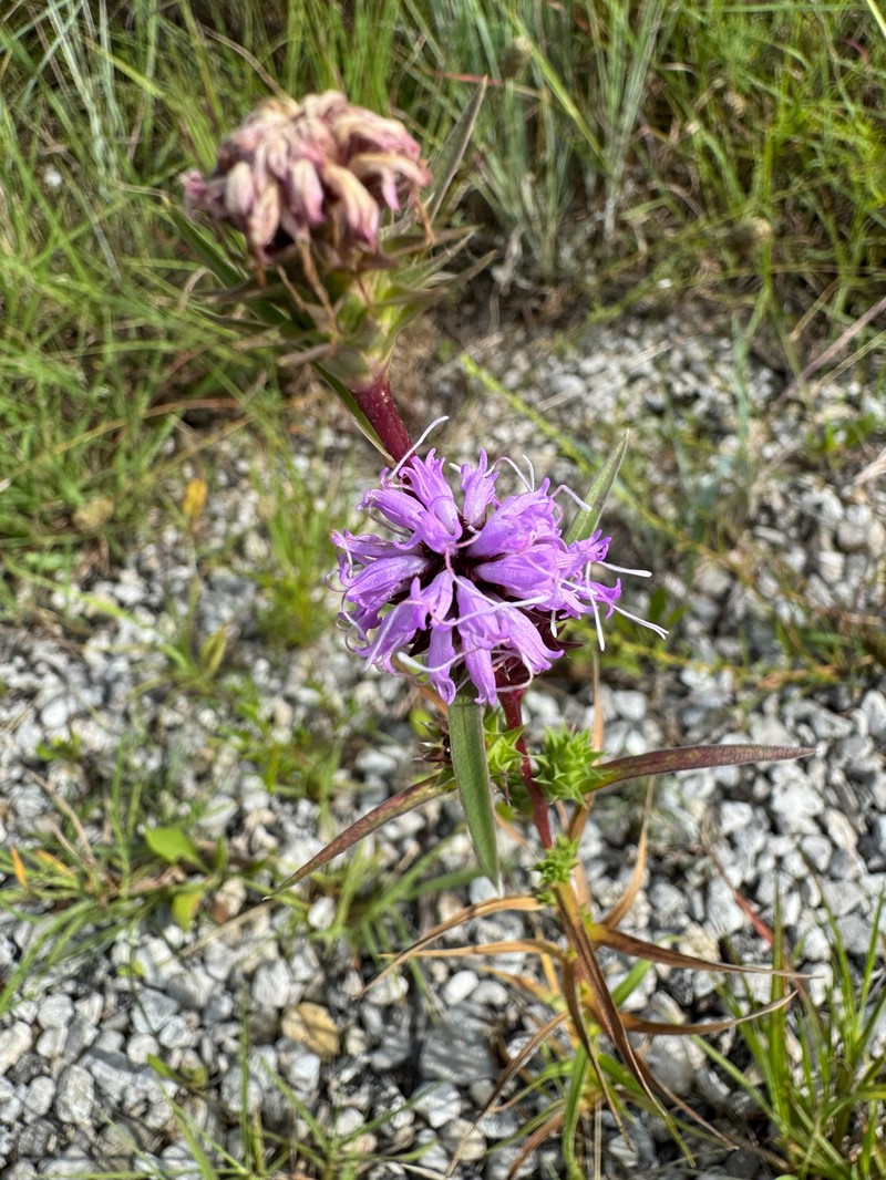 Liatris spicata var. glabrata