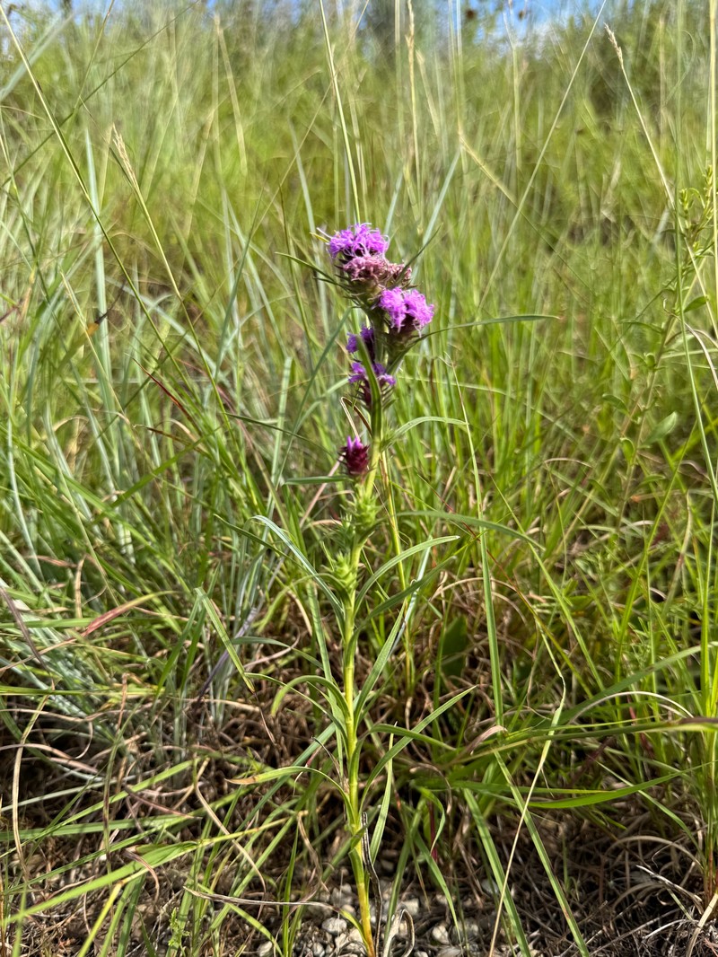 Liatris spicata var. glabrata photo 2