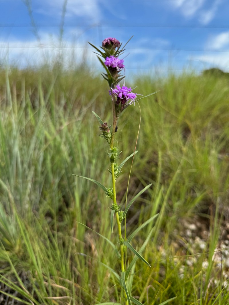 Liatris spicata var. glabrata photo 3