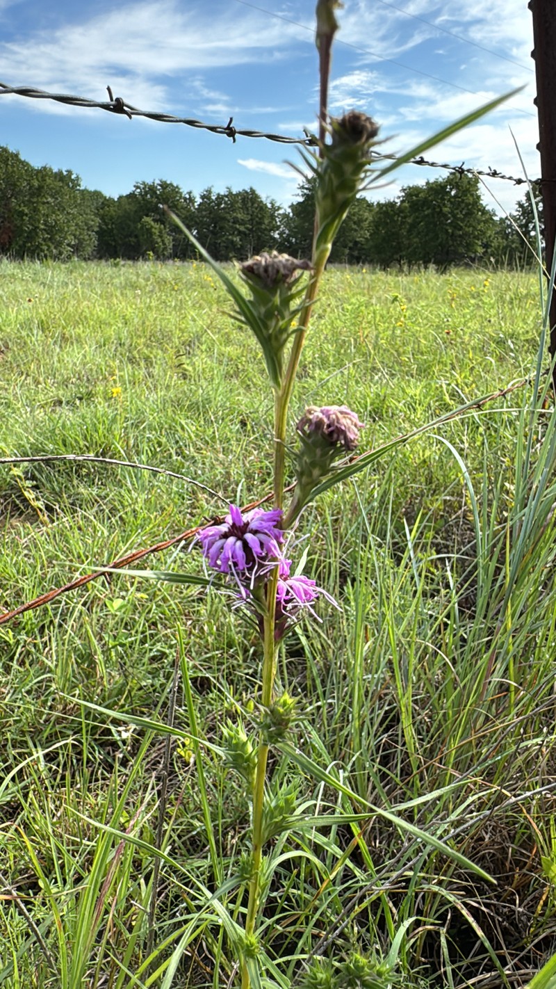Liatris spicata var. glabrata photo 4