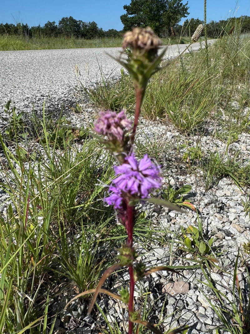 Liatris spicata var. glabrata photo 5