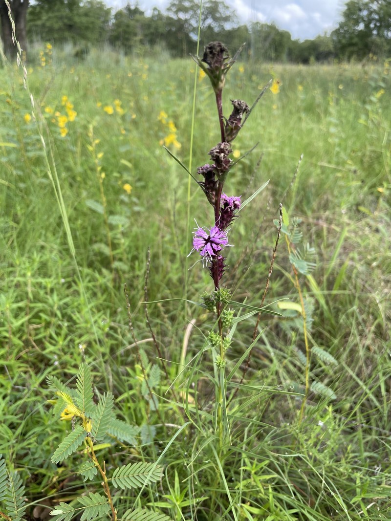 Liatris spicata var. glabrata photo 6