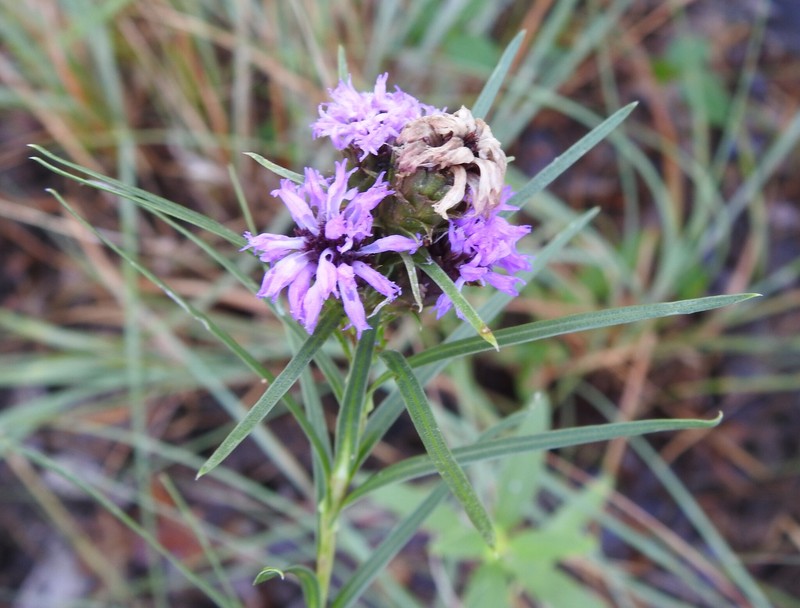 Liatris spicata var. glabrata photo 7