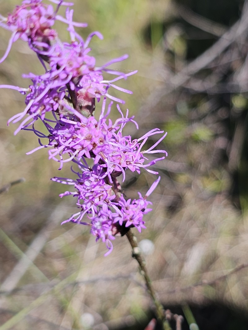 Liatris spicata var. resinosa