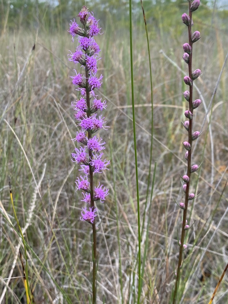 Liatris spicata var. resinosa photo 2
