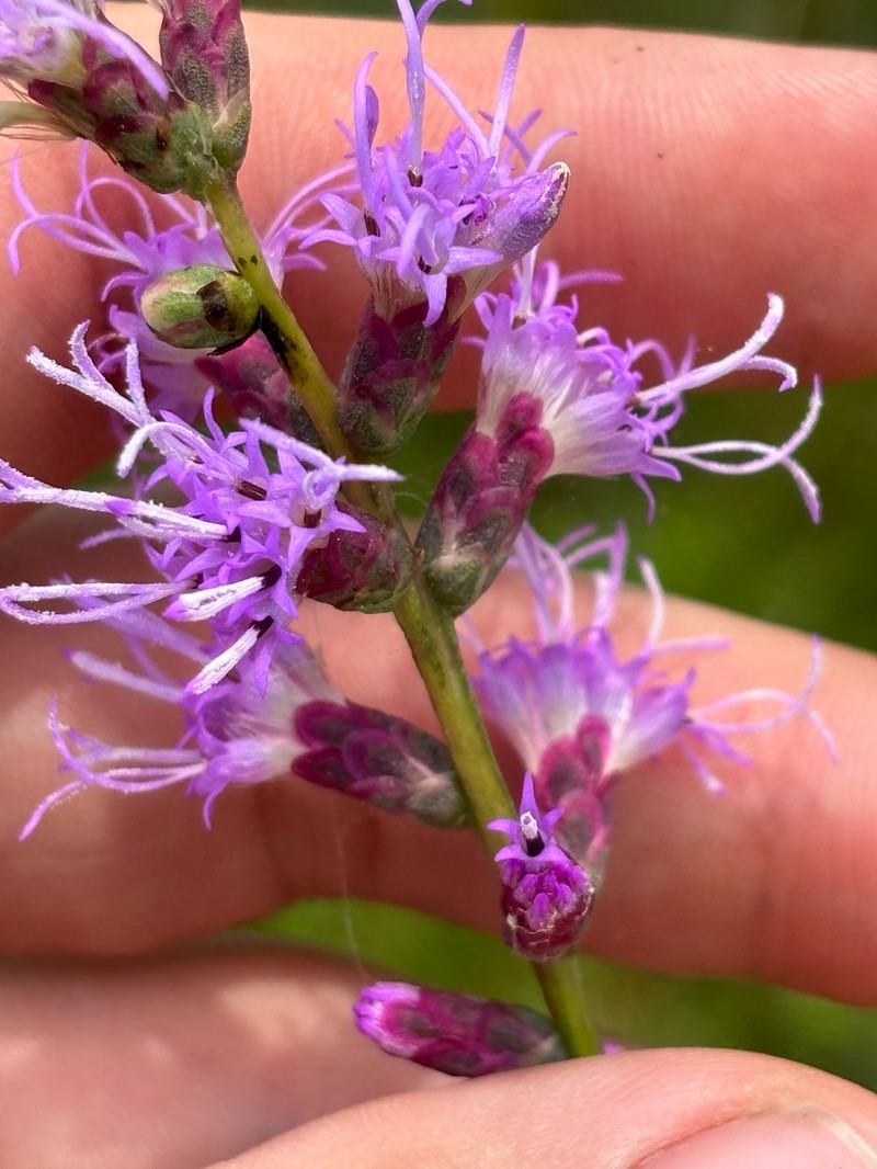 Liatris spicata var. resinosa photo 3
