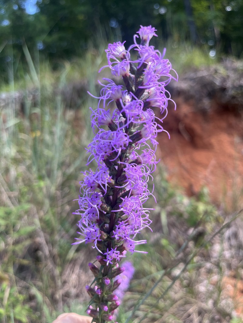 Liatris spicata var. resinosa photo 4