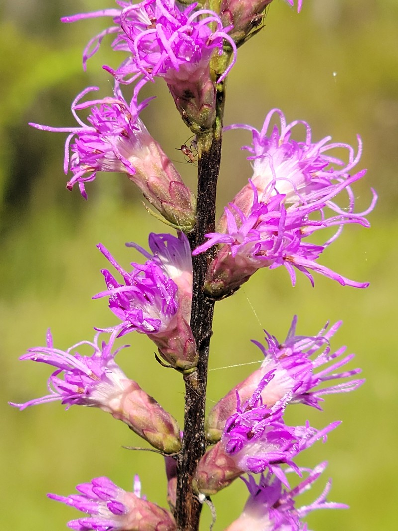 Liatris spicata var. resinosa photo 5