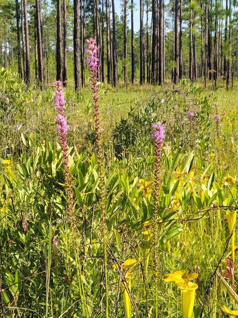 Liatris spicata var. resinosa photo 6