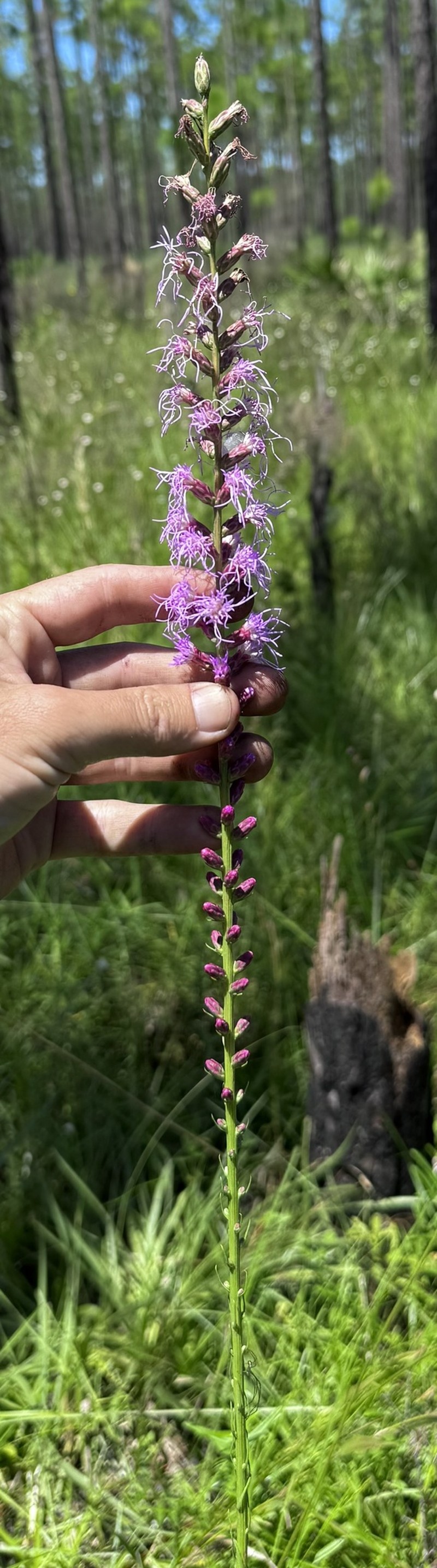 Liatris spicata var. resinosa photo 7