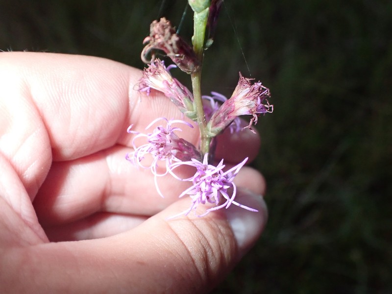 Liatris spicata var. resinosa photo 8