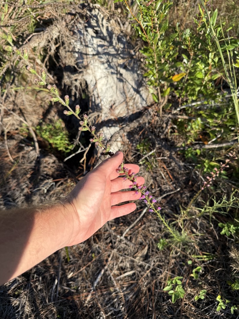 Savanna Blazing Star