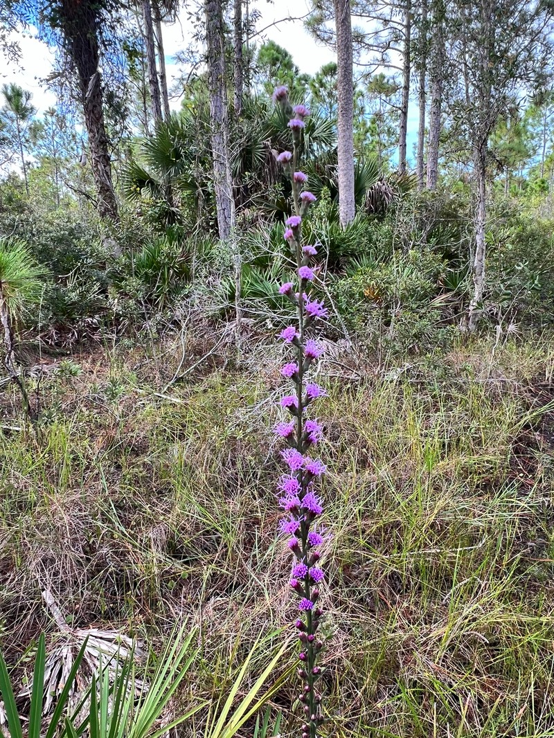 Savanna Blazing Star photo 2