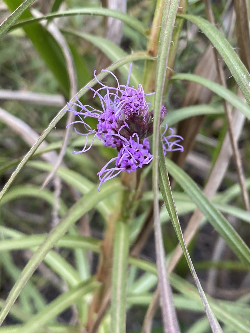 Savanna Blazing Star photo 3