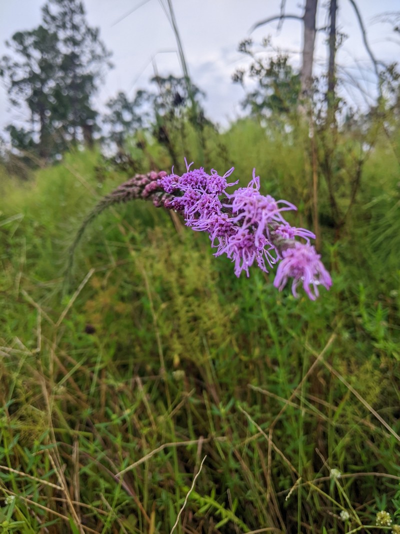 Savanna Blazing Star photo 4
