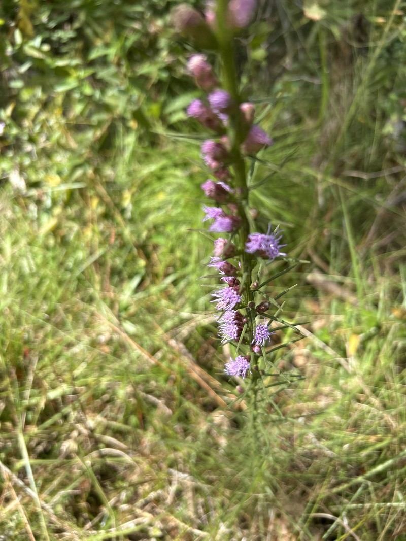 Savanna Blazing Star photo 5