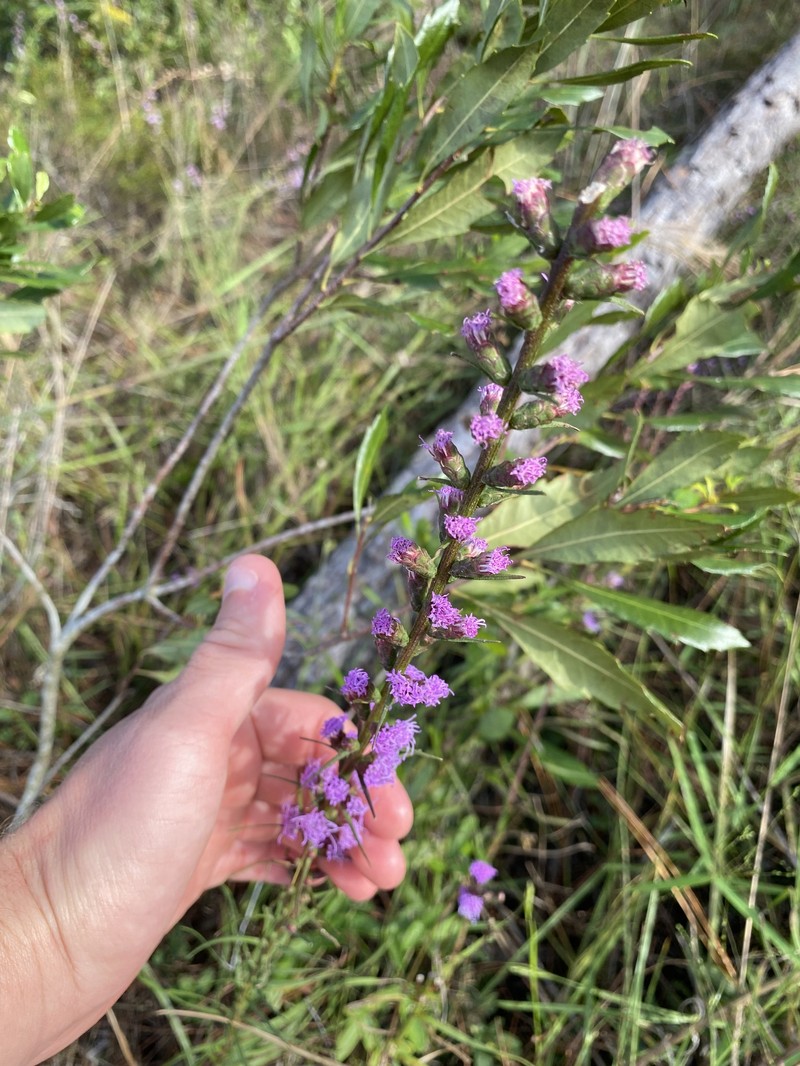 Savanna Blazing Star photo 6