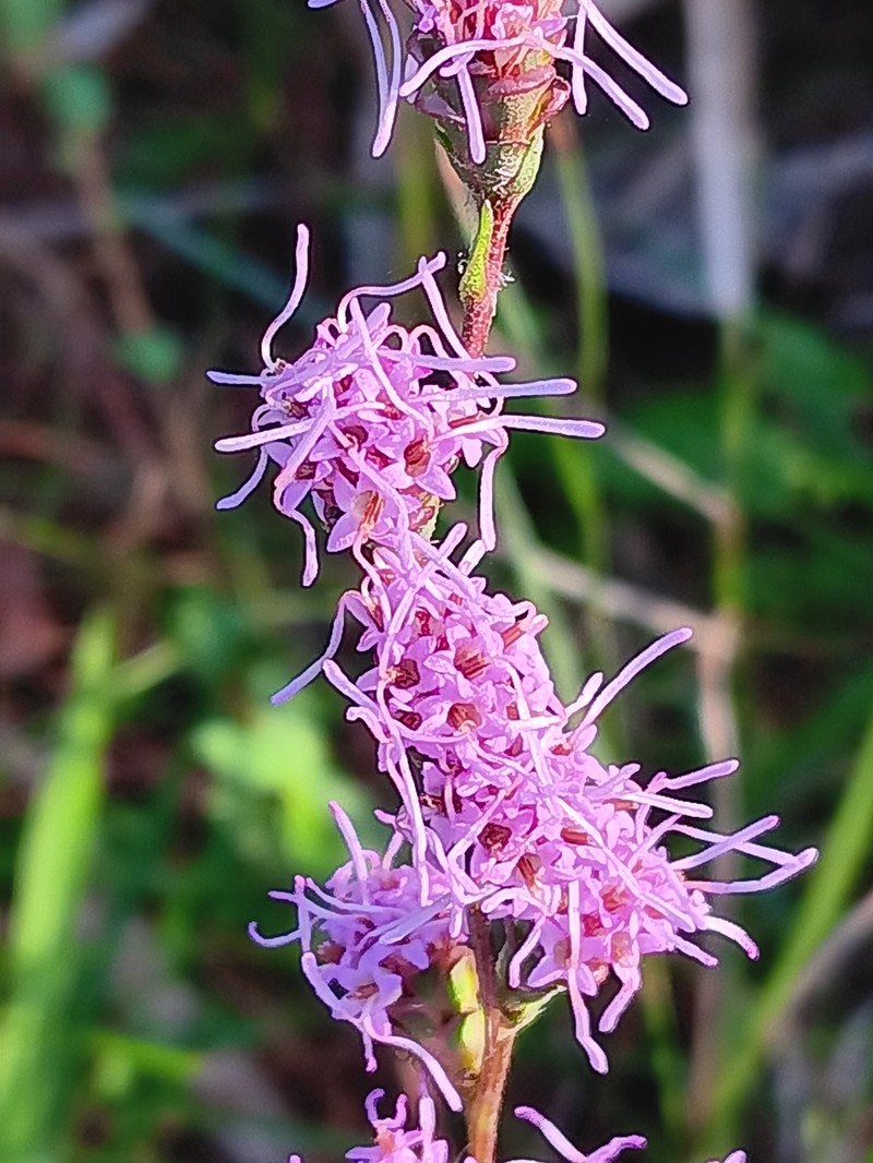 Savanna Blazing Star photo 7