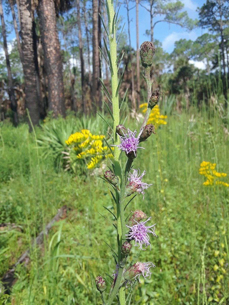 Savanna Blazing Star photo 8
