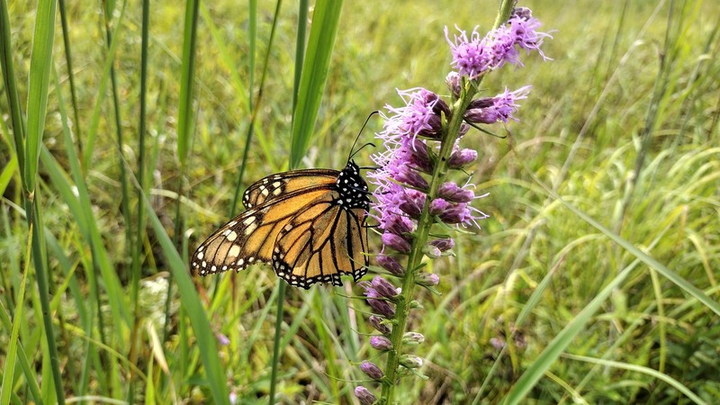 Liatris spicata var. spicata