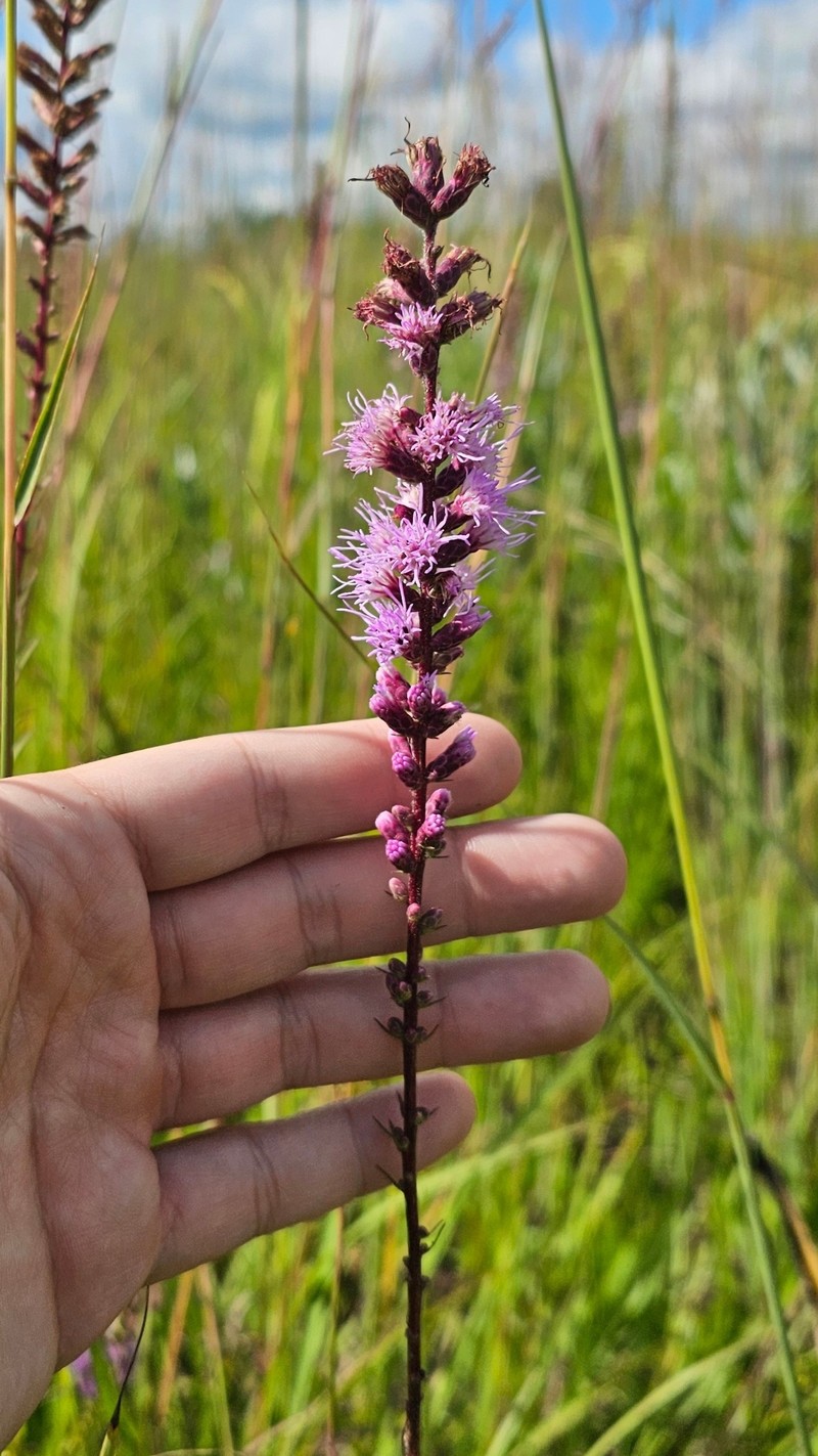 Liatris spicata var. spicata photo 2