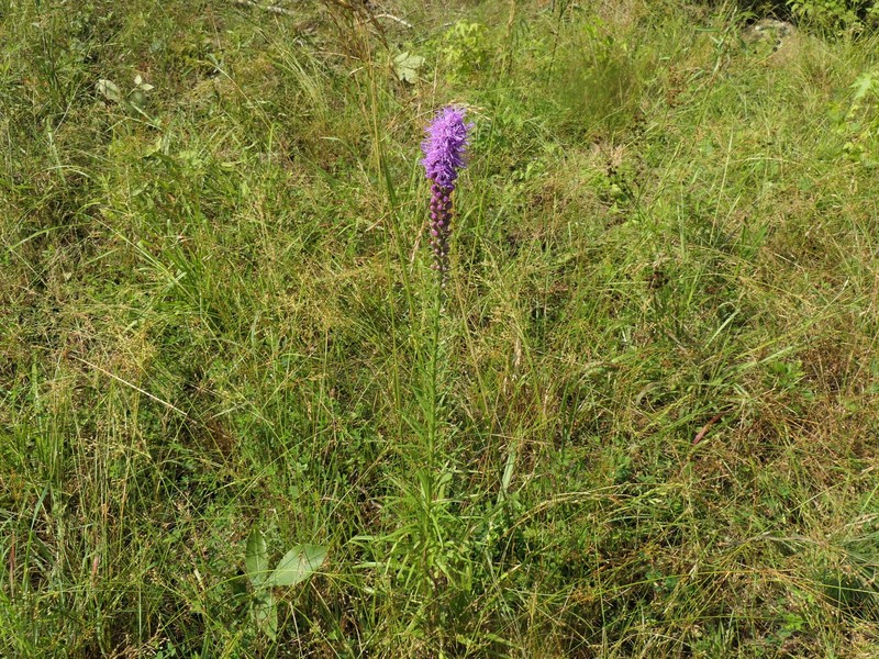 Liatris spicata var. spicata photo 3