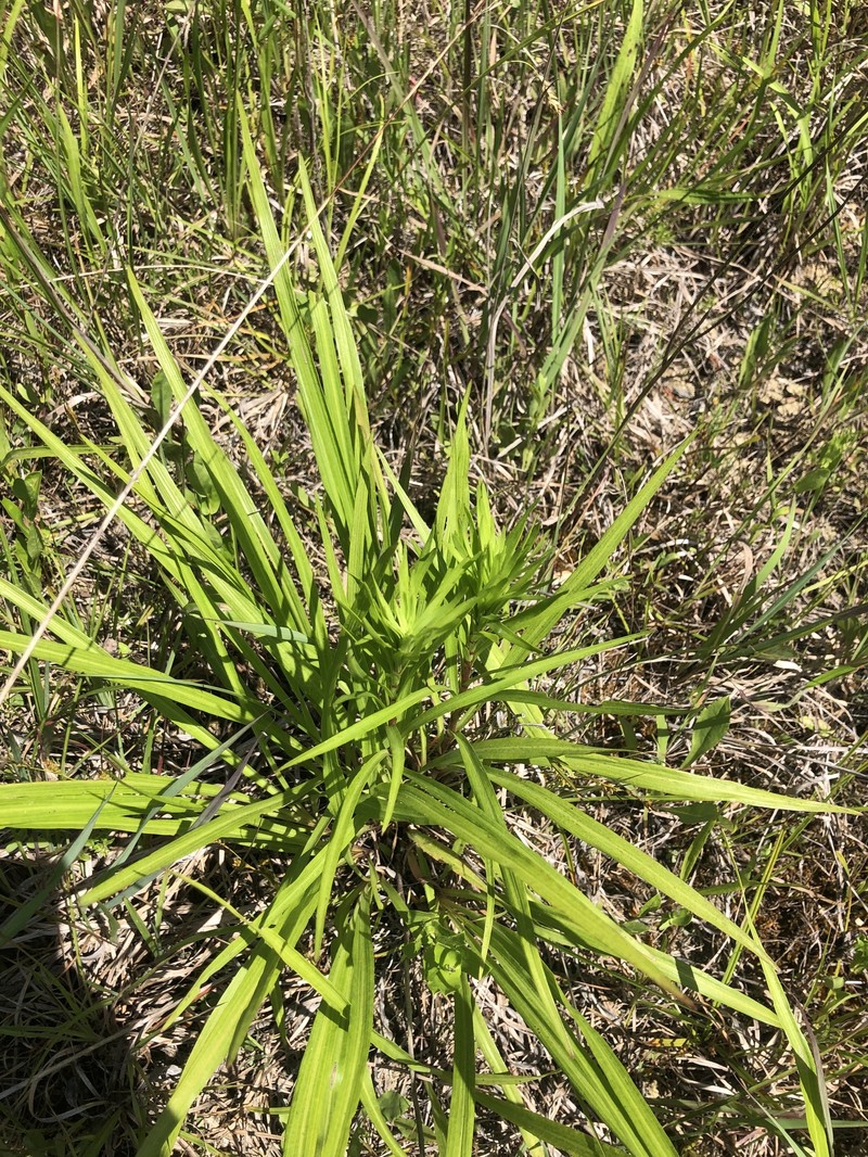 Liatris spicata var. spicata photo 4