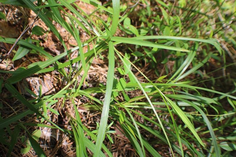 Liatris spicata var. spicata photo 5