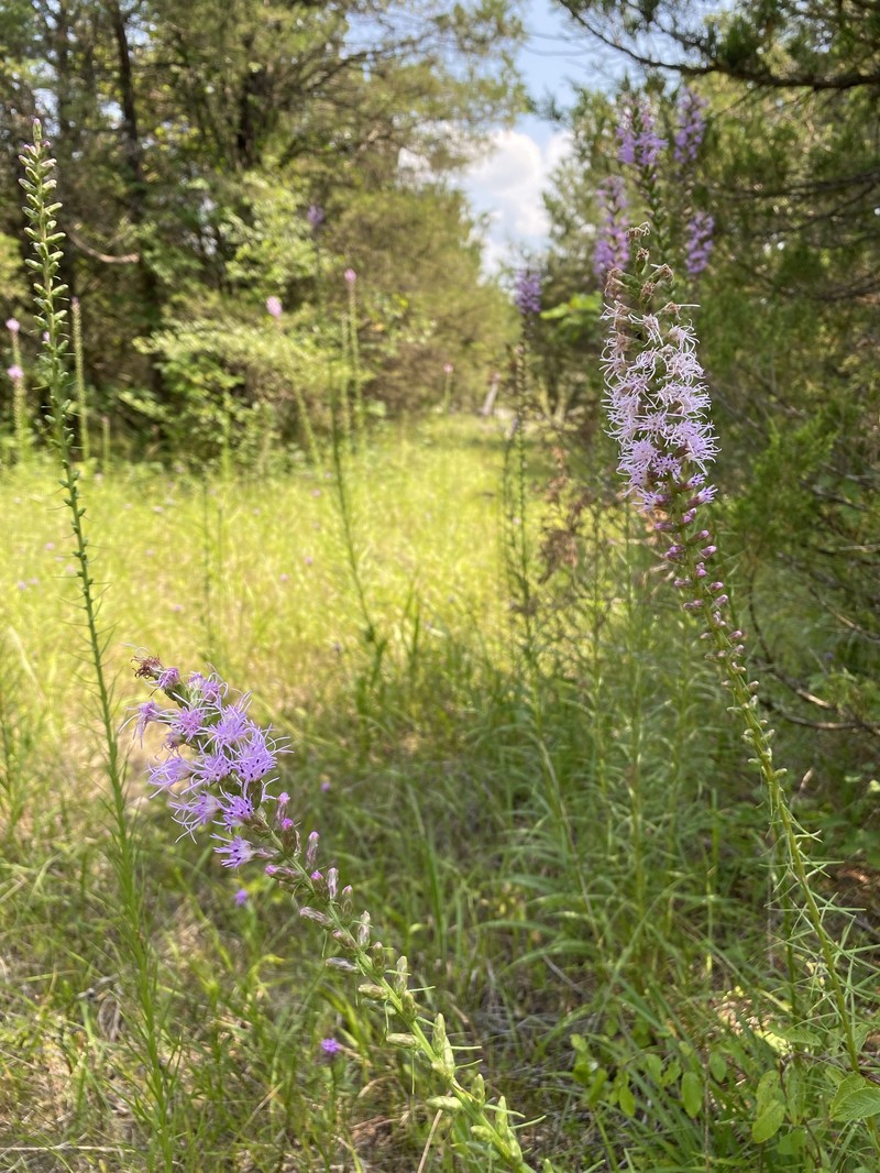 Liatris spicata var. spicata photo 6