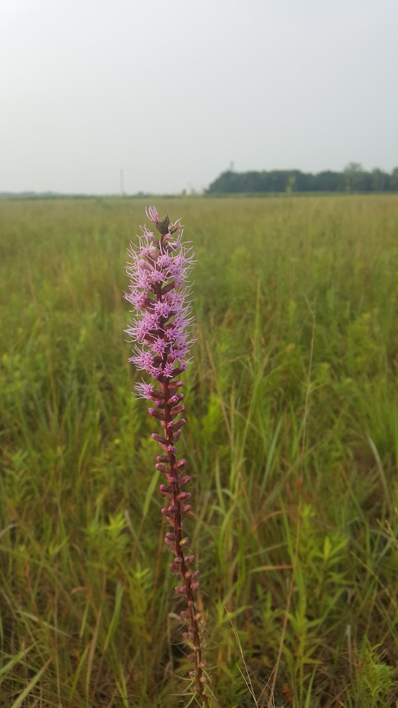 Liatris spicata var. spicata photo 7