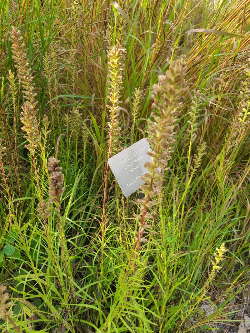 Liatris spicata var. spicata photo 8