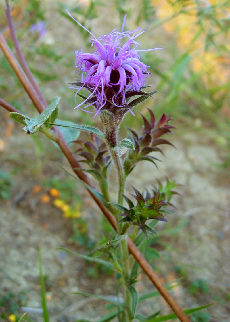Scaly Blazing Star