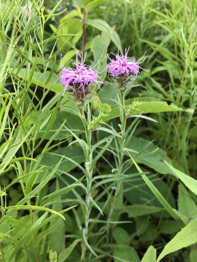 Scaly Blazing Star