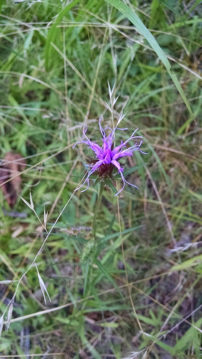 Scaly Blazing Star photo 2