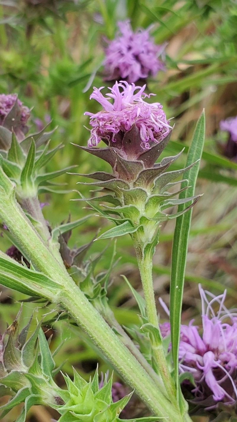 Scaly Blazing Star photo 3