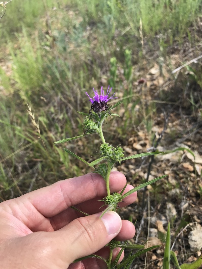 Scaly Blazing Star photo 4