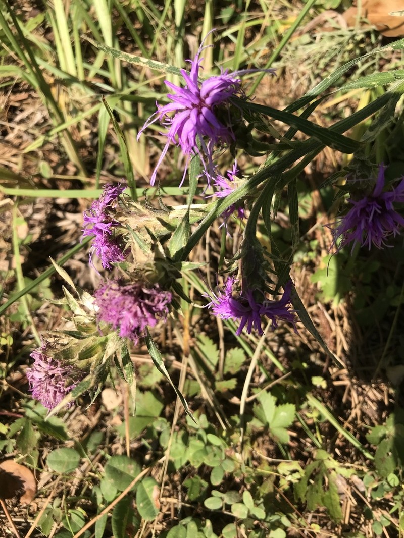 Scaly Blazing Star photo 5