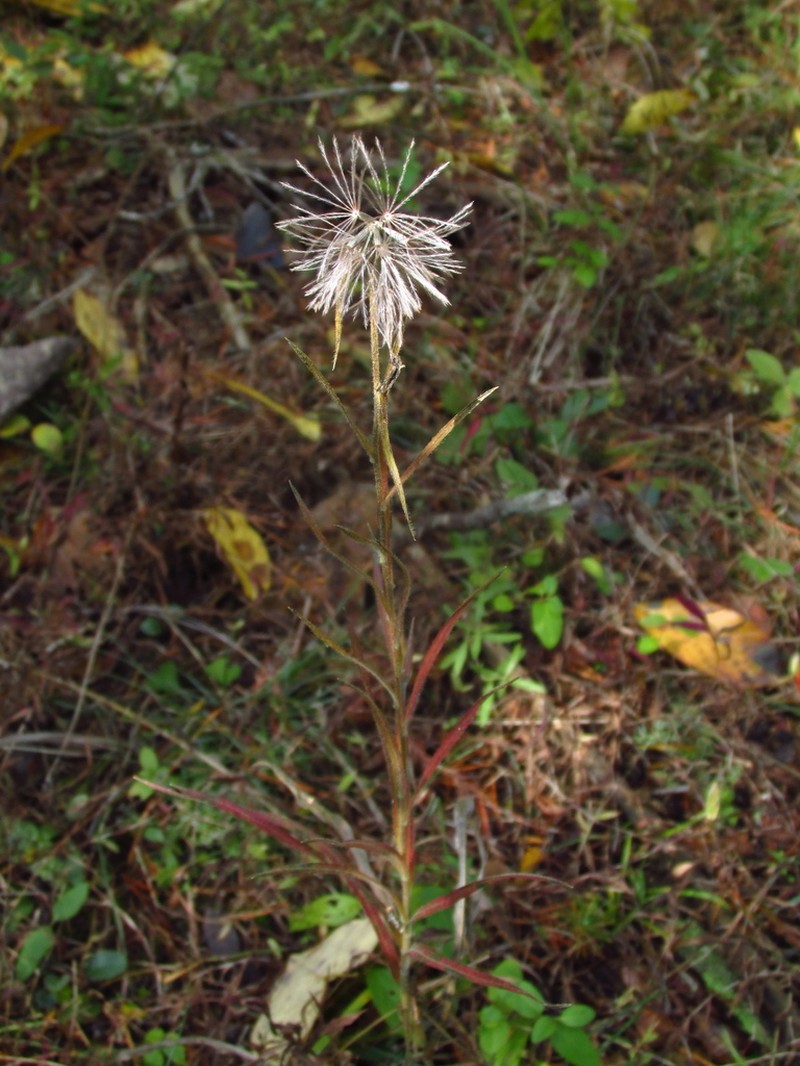 Scaly Blazing Star photo 6