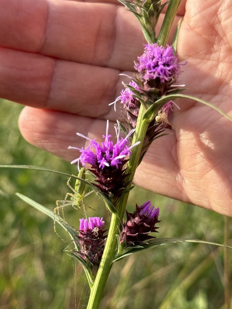 Scaly Blazing Star photo 7