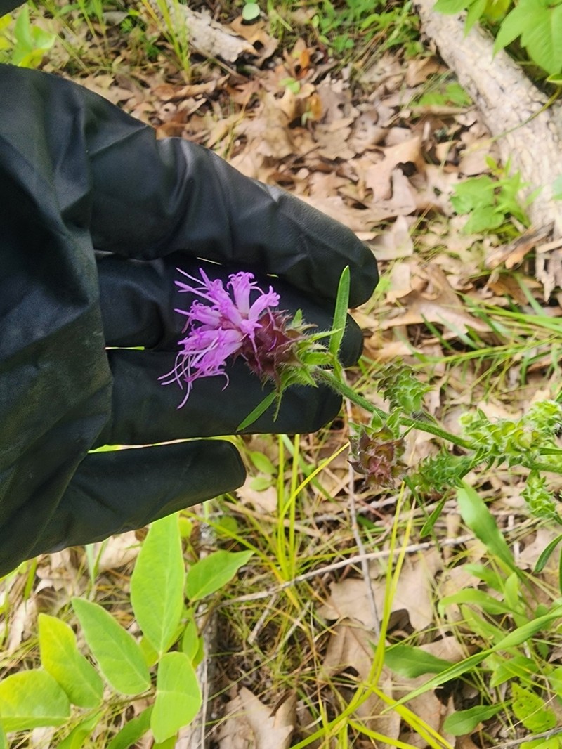Scaly Blazing Star photo 8