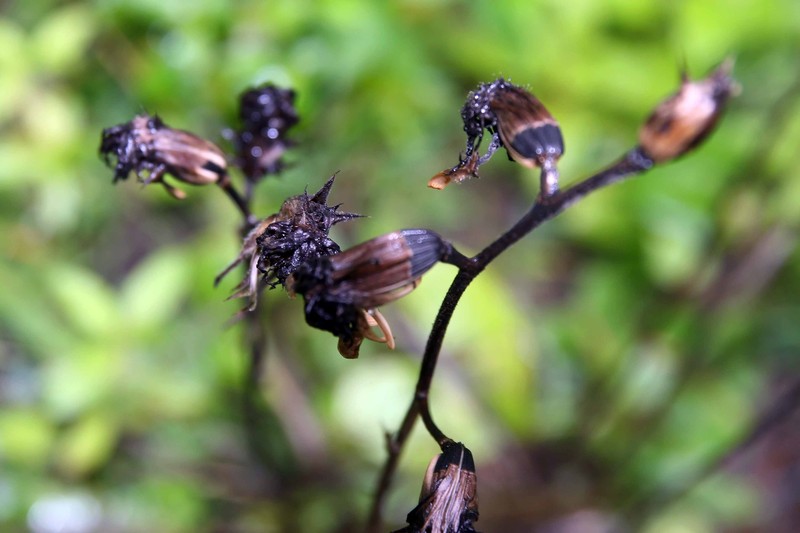Appalachian Blazing Star photo 2